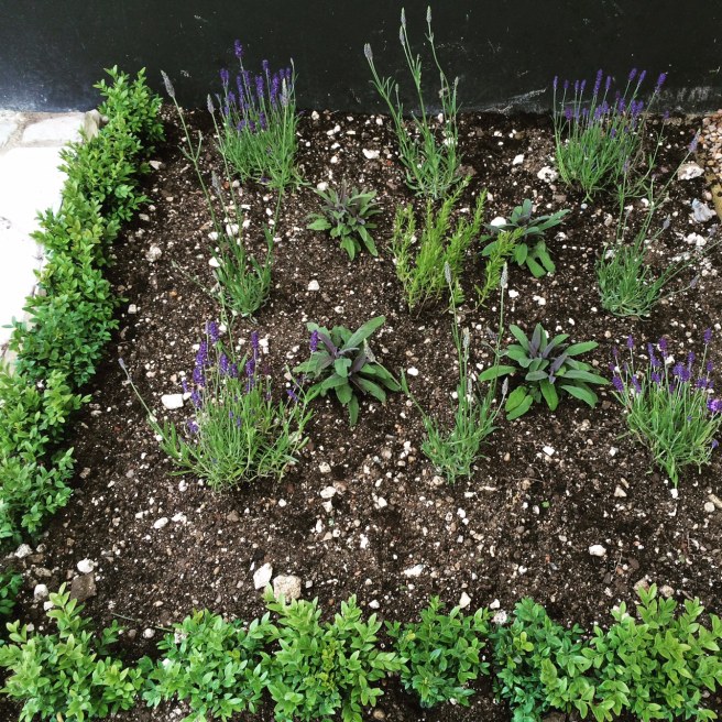 We prepared and planted up this little square with box, lavender, sage and hyssop. This small patch had been covered in building rubbish for months. 