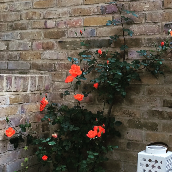 The flowers on the renovated climbing rose look zingy against the new wall.