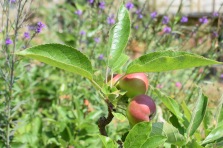 Apples ripening already